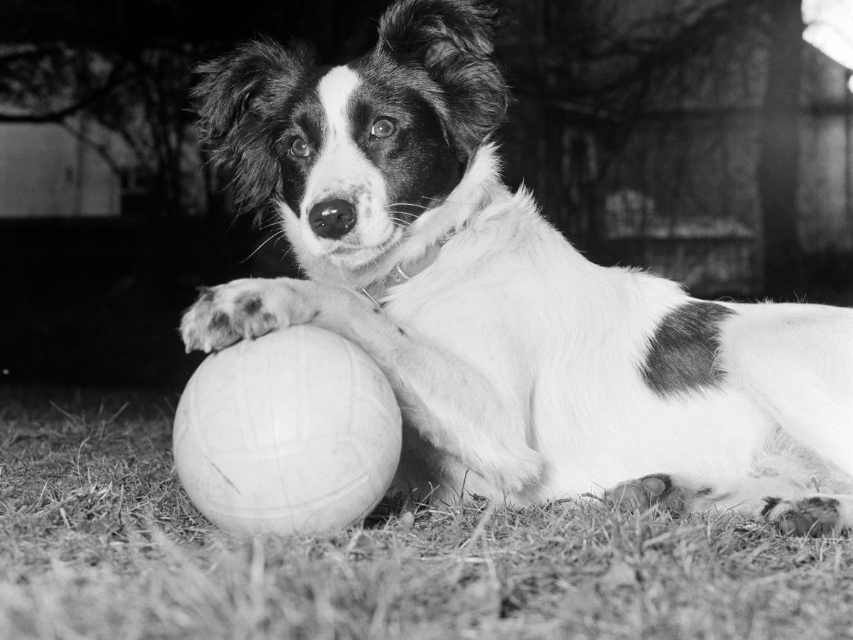 How did pickleball get its name - Joel Pritchard's family dog
